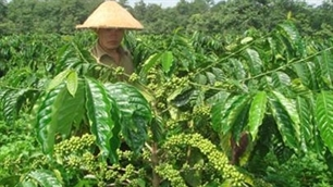 Coffee prices shoot up